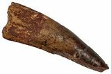 Fossil Spinosaurus Tooth - Real Dinosaur Tooth #340335-1